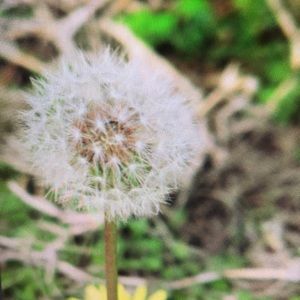 Meet your Posher, Dane